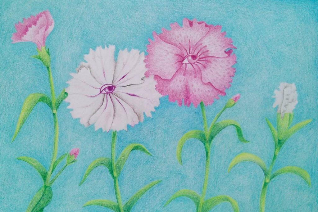 Les Oeillets, illustration aux crayons de couleurs ©Rose Aubert